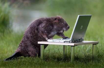 bober-entuziast-v-internete_2